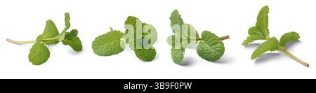 pianta di menta o fogliame di menta sfondo bianco isolato in diverse angolazioni, popolare fresco verde biologico erbe profumate preferito in cucina, medico Foto Stock
