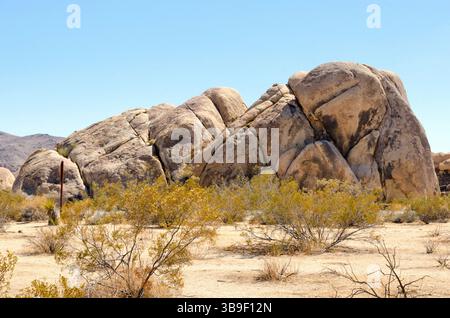 Scrub e un massiccio masso nel Joshua Tree National Park Foto Stock