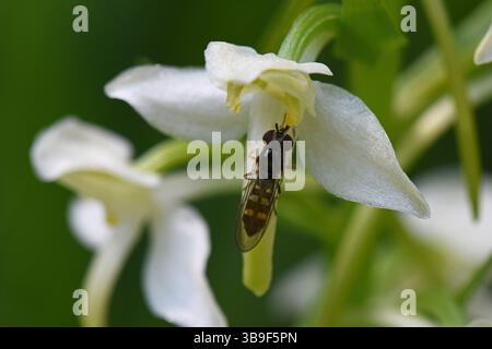 Vola su un fiore della Giacinto di legno a due foglie Platanthera bifolia Foto Stock