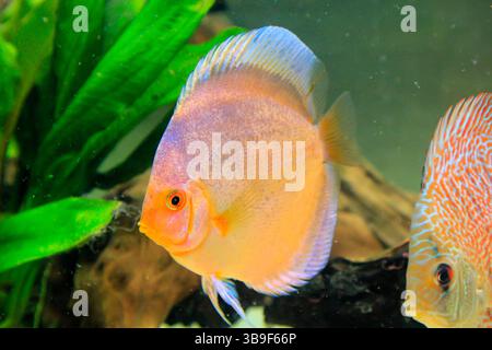 Ritratto, primo piano di un pesce disco. Disco nell'acquario Foto Stock