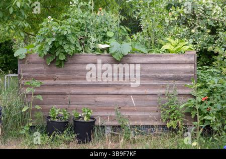 Letto rialzato in giardino con verdure, erbe e fiori Foto Stock