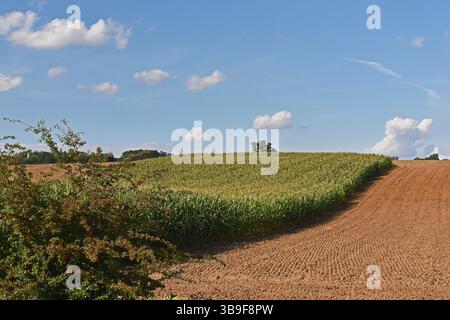 Campi nell'Hallertau in autunno Foto Stock