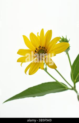 Girasole perenne, Helianthus decapetalus Foto Stock