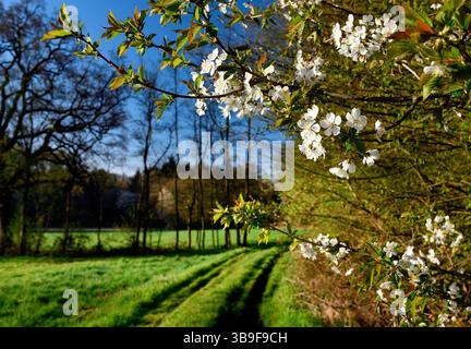 Ciliegio selvatico in fiore ai margini dei cespugli di Ipweg nel distretto di Loy nel comune di Rastede Foto Stock