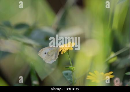 Cavolo farfalla bianca su una calendula Foto Stock