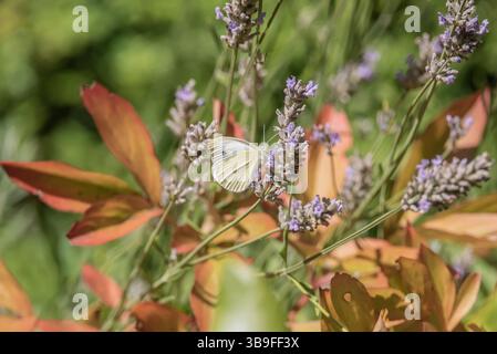 Farfalla bianca di cavolo alla fioritura della lavanda Foto Stock