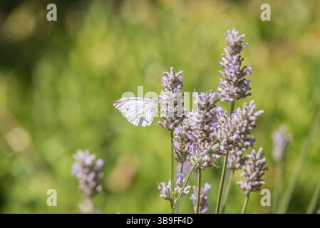 Farfalla bianca di cavolo alla fioritura della lavanda Foto Stock