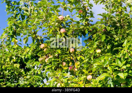 Un melo ben ripieno alla casa padronale di Palmse Foto Stock