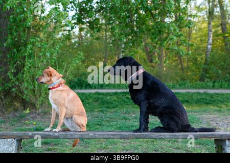 Piccolo cane da scimmia, marrone chiaro, seduto sulla sinistra su una panchina di legno accanto a un Labrador Retriever nero. Entrambi i cani guardano da un lato Foto Stock