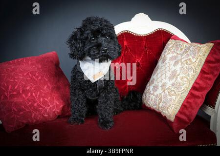 Piccolo cane nero nello studio di fronte a uno sfondo nero, seduto su un divano rosso con cuscino, guardando la fotocamera. Foto Stock