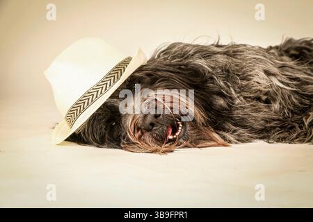 Cane da pastore olandese, ritratto, giacente nello studio di fronte a uno sfondo bianco con un cappello di colore chiaro sulla testa. Foto Stock