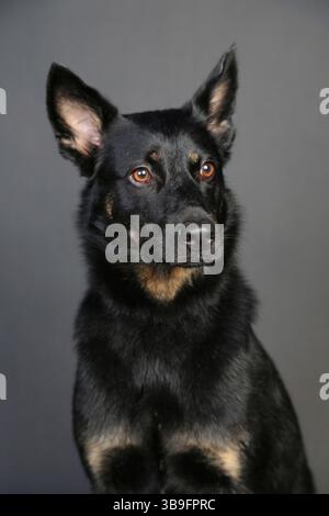 Cane, mongrel con orecchie in piedi e pelliccia nera nello studio di fronte a uno sfondo scuro, ritratto. Foto Stock