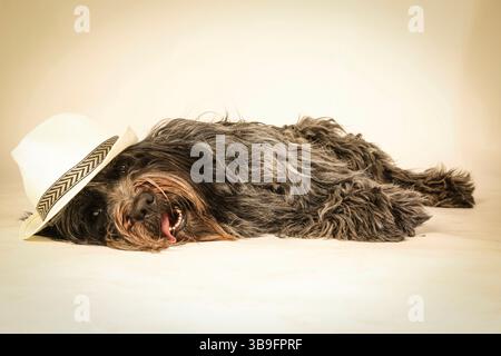 Cane da pastore olandese, ritratto, giacente nello studio di fronte a uno sfondo bianco con un cappello di colore chiaro sulla testa. Foto Stock