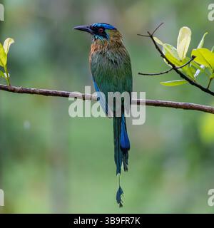 motmot della lezione Foto Stock