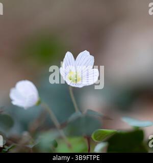 Ciuffo di legno fiorito (Oxalis acetosella) nella foresta Foto Stock