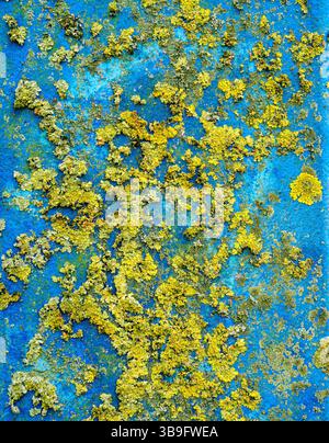 Attraente combinazione di colori di specie di lichene Xanthoria parietina gialle che crescono sulla superficie verticale di un supporto ponte blu - Somerset UK Foto Stock