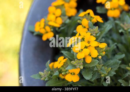 Vernice dorata (Erysimum cheiri) nel giardino Foto Stock