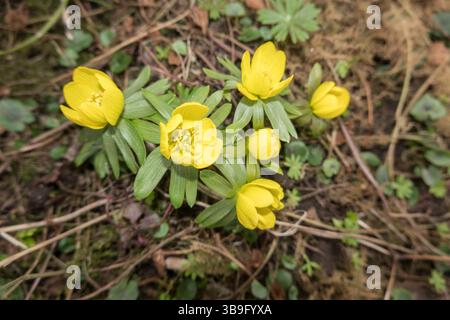 Aconite invernale (Eranthis hyemalis) - pianta in fiore Foto Stock