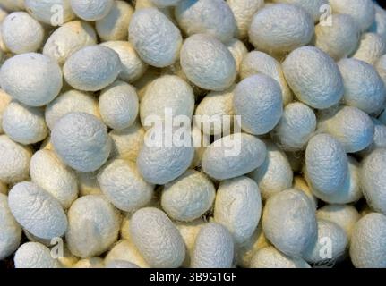 Bozzoli di bachi da seta, falena di seta, nota anche come falena di gelso (Bombyx mori), allevamento di bachi da seta, Svizzera Foto Stock