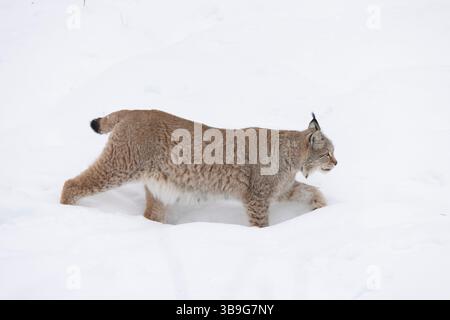 Lince eurasiatica, lince Lynx, lince adulta nella neve, inverno, bassa Sassonia, Germania Foto Stock