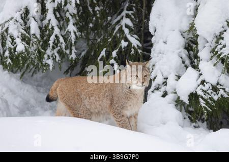 Lince eurasiatica, lince Lynx, lince adulta nella neve, inverno, bassa Sassonia, Germania Foto Stock