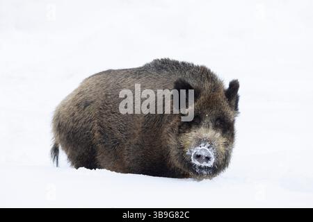 Cinghiale, Sus scrofa, seminare nella neve, Schleswig-Holstein, Germania Foto Stock