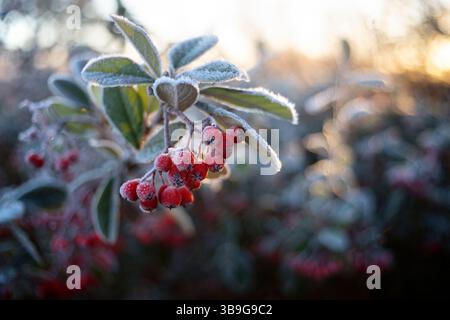 Primo piano di bacche di cotoneaster ricoperte di gelo che brillano sotto il sole del mattino. Le vivaci bacche rosse contrastano splendidamente con la morbida e ghiacciata lea Foto Stock