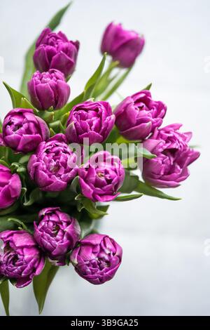 Un'immagine ravvicinata di un fresco bouquet di tulipani doppi in un ricco colore viola su uno sfondo bianco semplice. Foto Stock