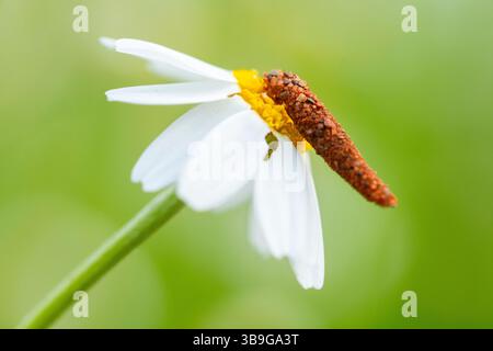 Un'immagine dettagliata di un insetto che riposa su un fiorente fiore a margherita della Corona a Santiago, mostrando i vibranti contrasti in natura. Foto Stock