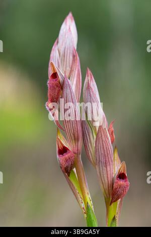 Una fotografia dettagliata di un'orchidea Serapias, che mostra i suoi fiori rossi con cappuccio unici su un morbido sfondo verde. Foto Stock