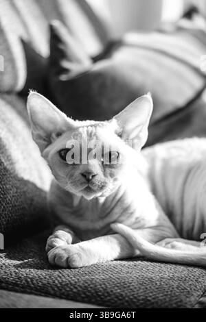 Un'accattivante foto in bianco e nero di un gatto devon rex che si rilassa comodamente su un divano, crogiolandosi di luce naturale. Il felino senza capelli trasuda eleganza A. Foto Stock