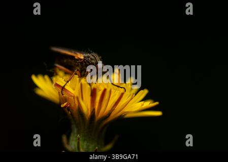 Un dettagliato primo piano di un insetto arroccato su un fiore giallo brillante, su uno sfondo scuro. La texture e il contrasto dei colori ne esaltano la bellezza Foto Stock
