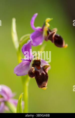 Primo piano di un'orchidea di api (Ophrys apifera) con petali viola profondi e labbro marrone testurizzato, che imita un'ape per attirare gli impollinatori, appoggiata contro una g morbida Foto Stock