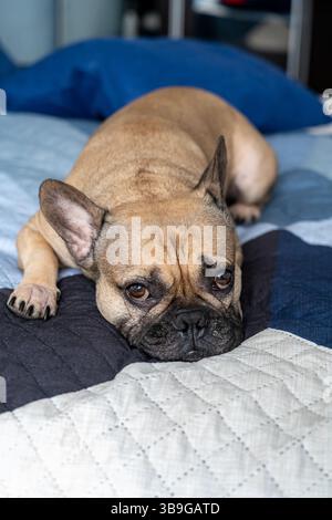 Un Bulldog francese si trova comodamente su un comodo letto trapuntato. La postura rilassata del cane trasuda tranquillità e calore, creando una scena emozionante. Foto Stock