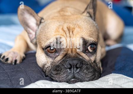 Un Bulldog francese giace su un letto trapuntato blu, guardando in avanti. L'immagine mette in evidenza gli occhi espressivi del cane e le caratteristiche distintive, catturando una penna Foto Stock