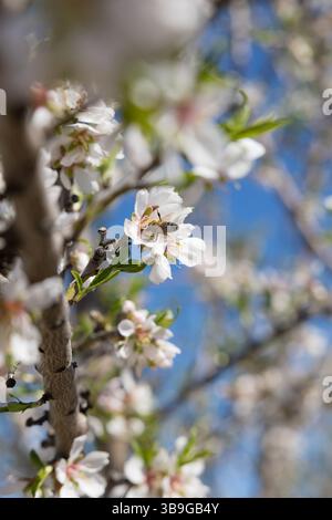 Vista ravvicinata di un'ape che impollina un fiore di mandorla su un albero in piena fioritura a Toledo, Spagna. La luce soffusa del sole e il cielo blu creano una sorgente vibrante Foto Stock
