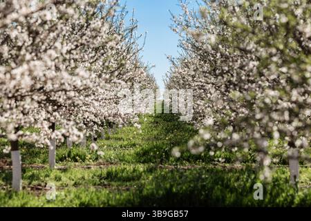 Una vista mirata attraverso filari di mandorli in fiore a Toledo, Spagna. I fiori freschi e la vegetazione vivace sottolineano la bellezza e l'ordine della primavera Foto Stock