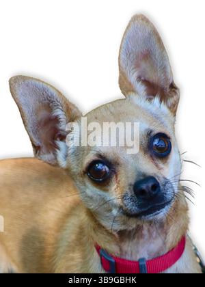 Primo piano di un Chihuahua dagli occhi larghi con colletto rosso con orecchie oversize e una leggera inclinazione della testa, che irradia innocenza e curiosità su un morbido dorso bianco Foto Stock