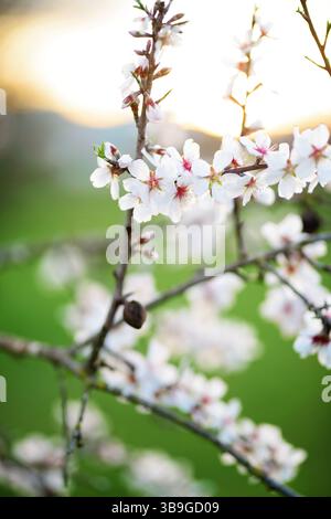 Primo piano di rami di mandorli con delicati fiori bianchi su uno sfondo morbido di verde lussureggiante, catturando l'essenza e la tranquillità della primavera Foto Stock