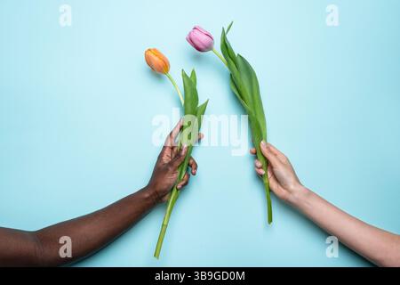 Primo piano di una coppia multietnica di mani, un uomo e una donna, tenendo delicatamente tulipani vibranti su uno sfondo blu pastello, simboleggiando l'unità e. Foto Stock