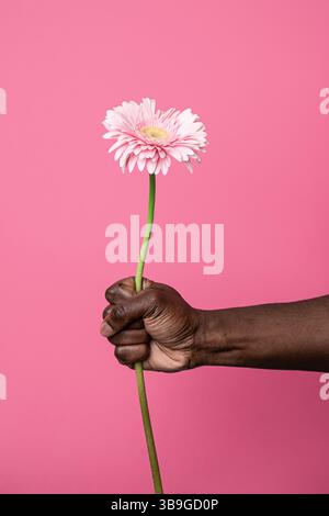 Un primo piano della mano di un uomo africano che afferra delicatamente un vibrante fiore rosa su uno sfondo rosa semplice. L'immagine trasuda un senso di calma ed eleganza Foto Stock