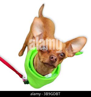 Minuscolo Chihuahua marrone con orecchie sovradimensionate che guardano verso l'alto mentre indossa una bandana verde neon, catturata dall'alto su uno sfondo bianco pulito per una p Foto Stock