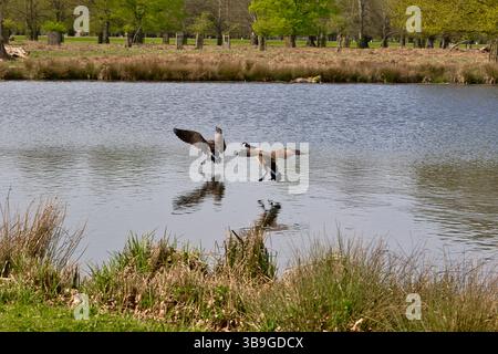 Due oche del Canada si estendono su un lago, le ali si spalancano. Erba verde in primo piano, alberi sullo sfondo. Riflessioni sull'acqua a Bushy Park, Londra, Regno Unito. Foto Stock