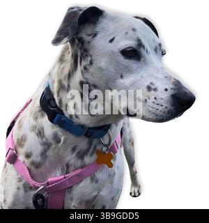 Un mix dalmata maculato con un'espressione rilassata e un'imbracatura rosa si erge su uno sfondo bianco pulito, mostrando segni e geng unici del cane Foto Stock