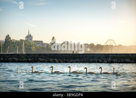 Una tranquilla serata si svolge mentre il sole tramonta sul Lago di Ginevra, gettando una tonalità dorata sull'acqua dove una fila di cigni nuota con grazia. La lontana S Foto Stock