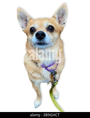 Occhi brillanti, grande attitudine: Un chihuahua marrone chiaro si staglia in posizione verticale con orecchie appollaiate e focalizzate sullo sguardo, mostrando attenzione e fascino contro un chihuahua bianco frizzante Foto Stock