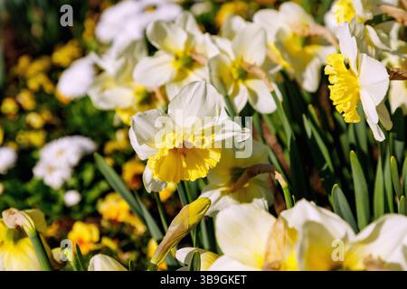 Narcissi in fiore, ibrido Narcissus, Ice Follies Foto Stock