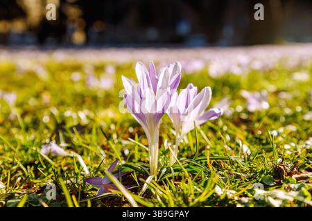 Prato con Crocus tommasinianus in fiore (croco delle fate, croco dalmata, croco Tommasini&#39;s crocus) Foto Stock