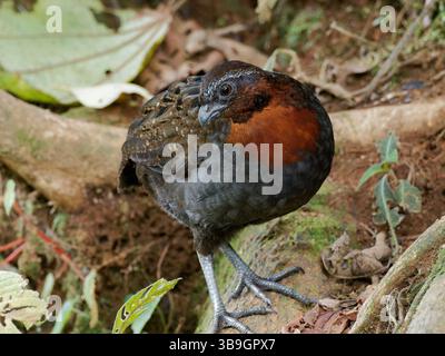 Rufous Breasted Wood Quail Foto Stock