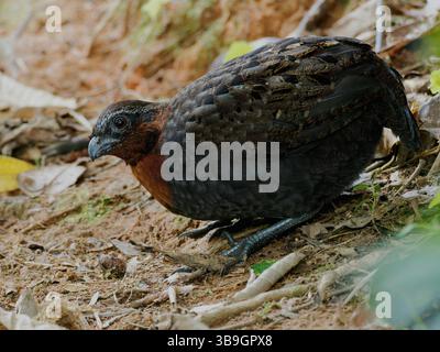 Rufous Breasted Wood Quail Foto Stock